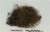 藏品(蔓苔科)的圖片